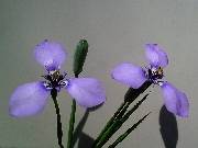 Herbertia iahue